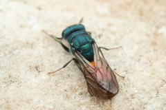 Chrysura