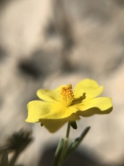 Fumana ericifolia