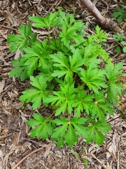 Trachymene composita