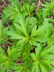 Trachymene composita