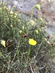 Fumana ericifolia