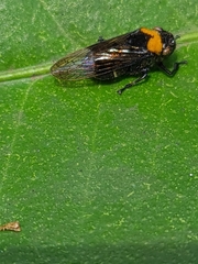 Teletusa