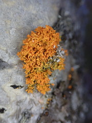 Xanthomendoza