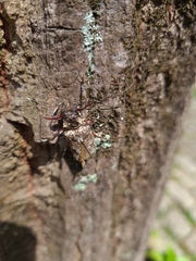 Dryoctenes scrupulosus