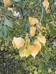 Populus deltoides