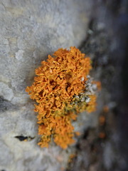 Xanthomendoza