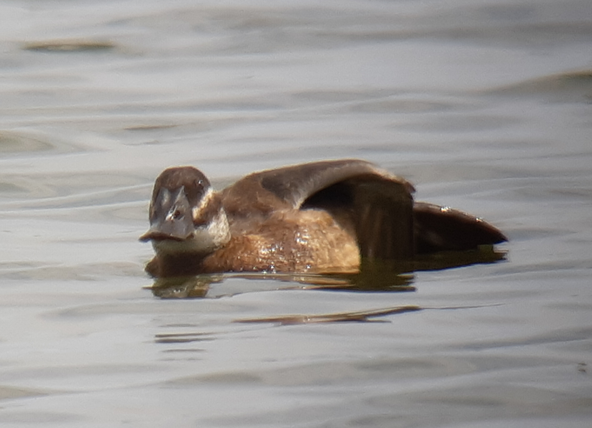 White-headed Duck