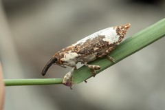 Lixus cylindrus