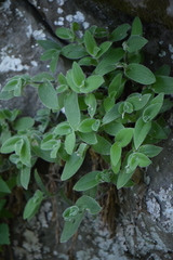 Tradescantia sillamontana
