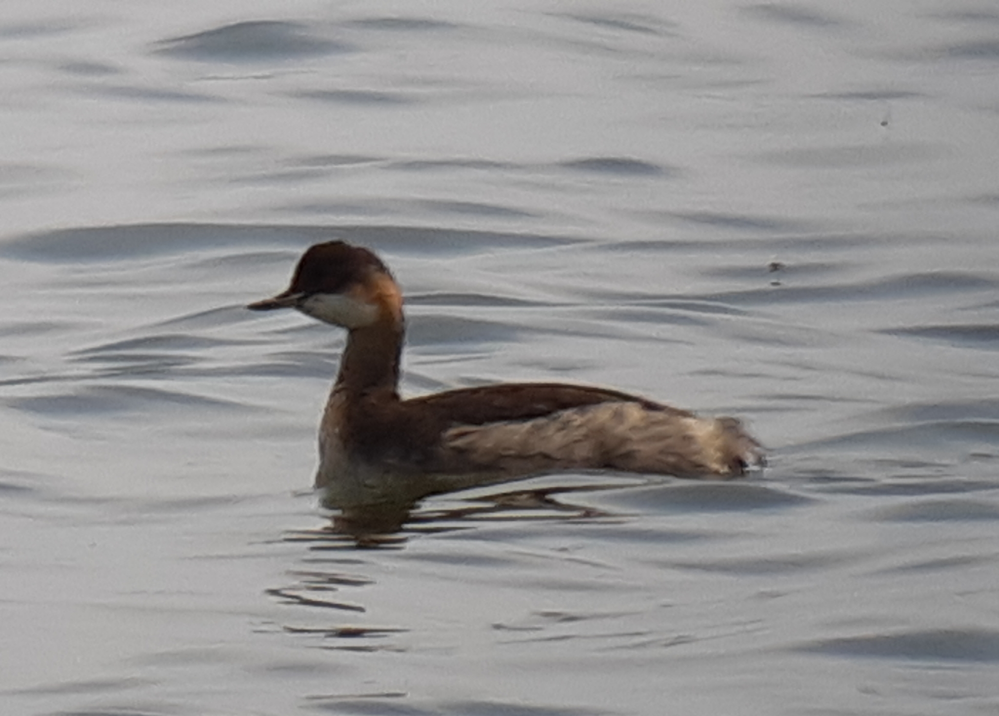 Black-necked Grebe