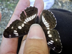 Limenitis camilla
