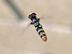 Ischiodon scutellaris