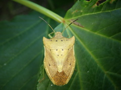 Lelia decempunctata