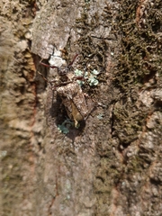 Dryoctenes scrupulosus