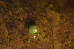 Wolffia brasiliensis