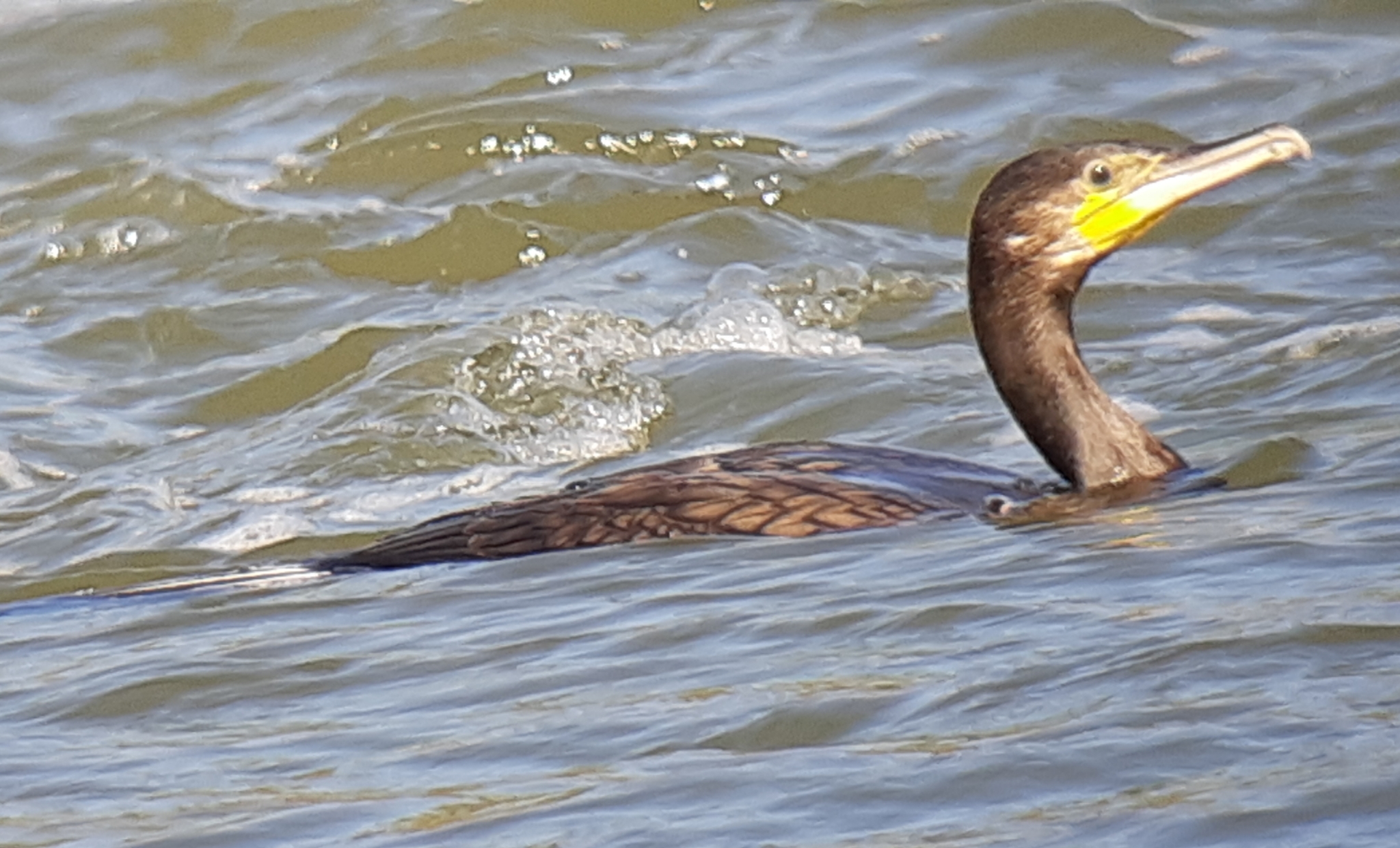 Great Cormorant