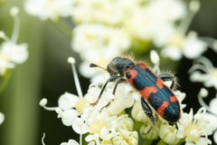 Trichodes leucopsideus