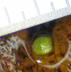 Wolffia brasiliensis