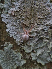 Arachosia praesignis