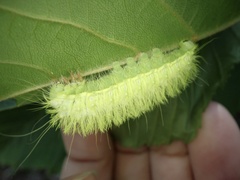 Saturnia jonasii jonasii