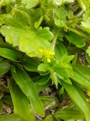 Ranunculus muricatus