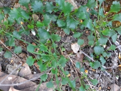 Violaceae