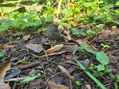 Didelphis aurita