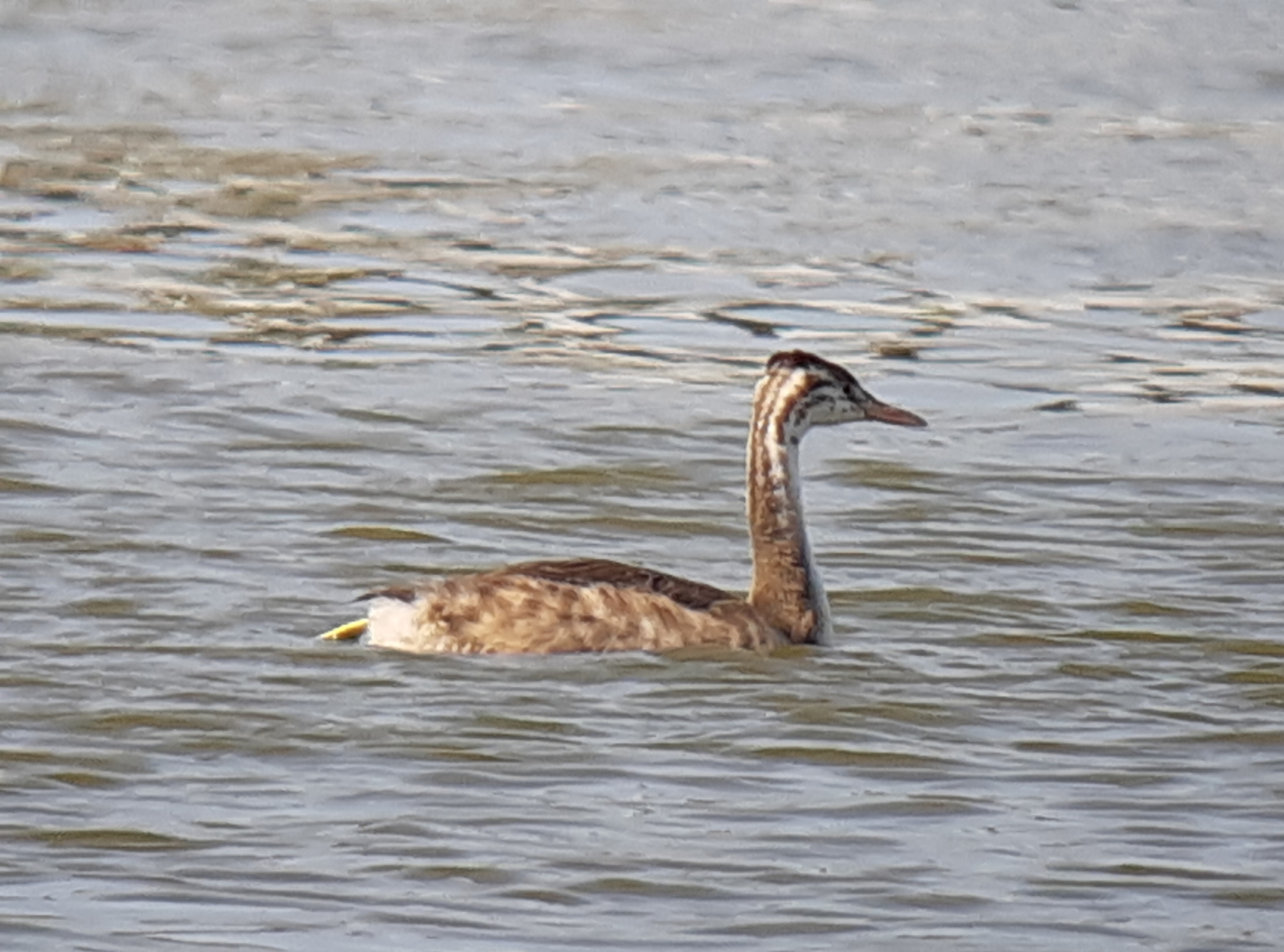 Great Crested Grebe
