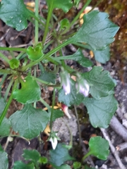 Violaceae