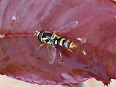 Ischiodon scutellaris