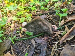 Didelphis aurita