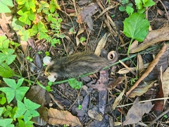 Didelphis aurita