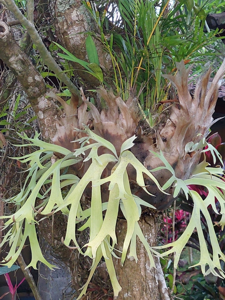 Staghorn fern growing epiphytically on a trunk