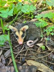 Didelphis aurita