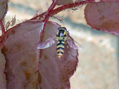 Ischiodon scutellaris