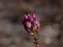 Polygala nuttallii
