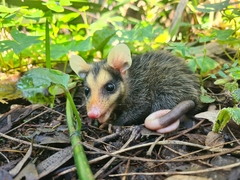Didelphis aurita
