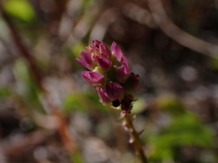Polygala nuttallii