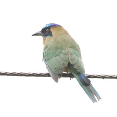 Momotus subrufescens