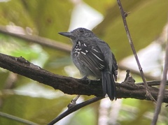 Thamnophilus atrinucha