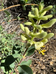 Lonicera subspicata denudata