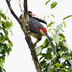 Pteroglossus torquatus