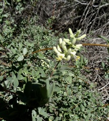 Lonicera subspicata denudata