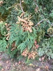 Thuja