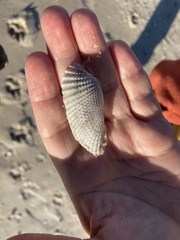 Cyrtopleura costata