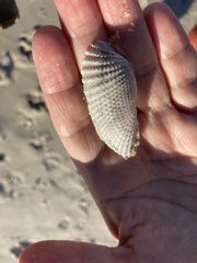 Cyrtopleura costata