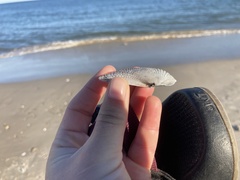 Cyrtopleura costata