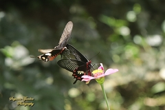 Pachliopta adamas
