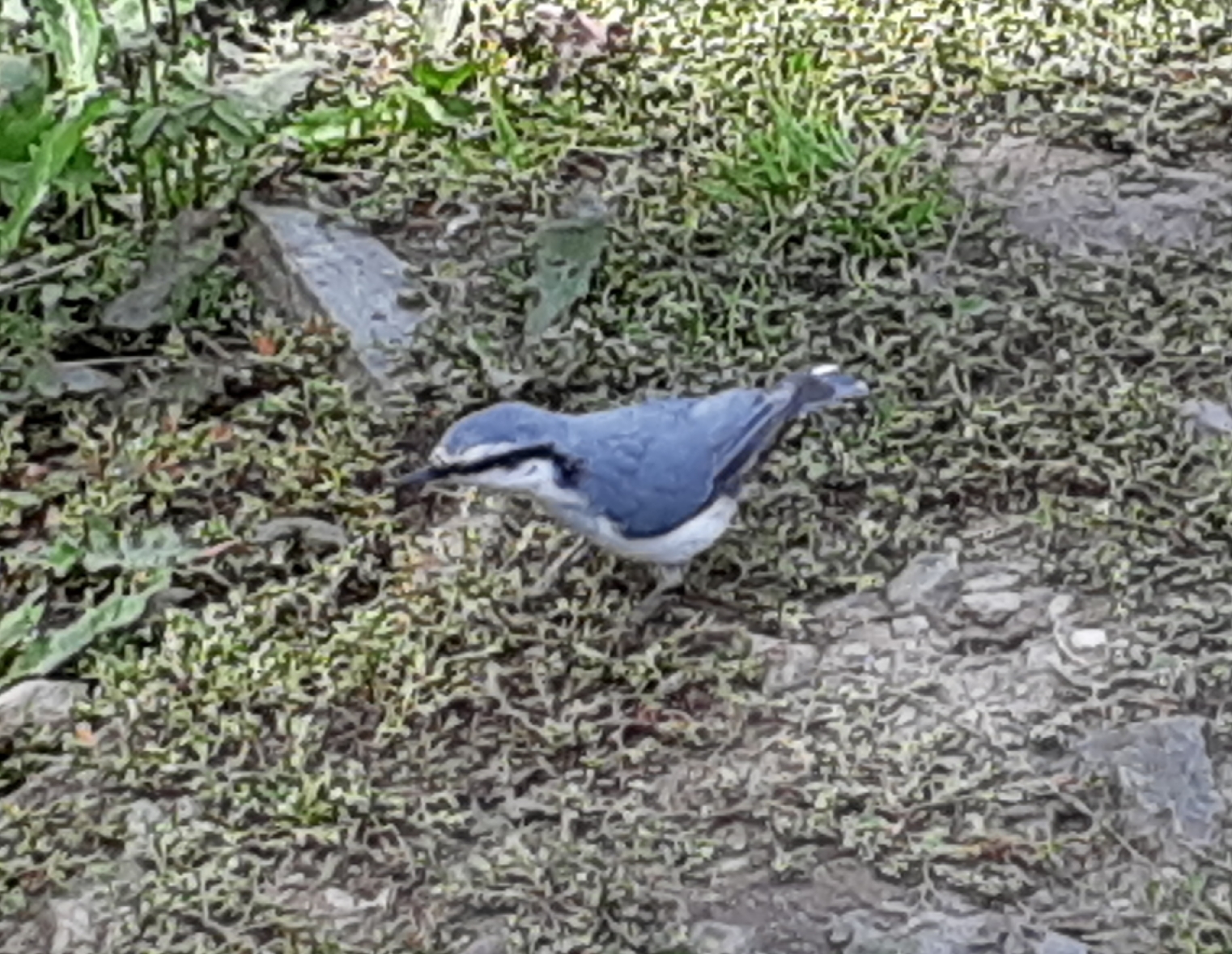 Eurasian Nuthatch