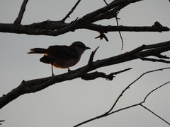 Mimus saturninus